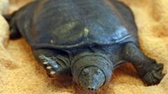 Boxes of dead turtles seized in massive Australia biosecurity haul