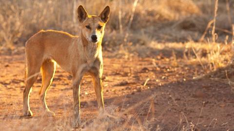 Child attacked by dingo on Australia’s K’gari-Fraser Island