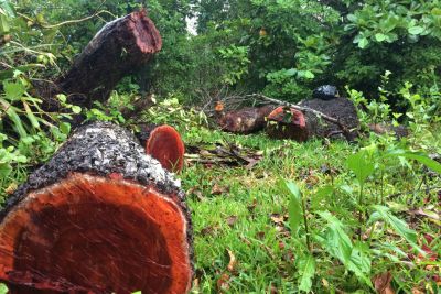 China’s rosewood lust endangers African security