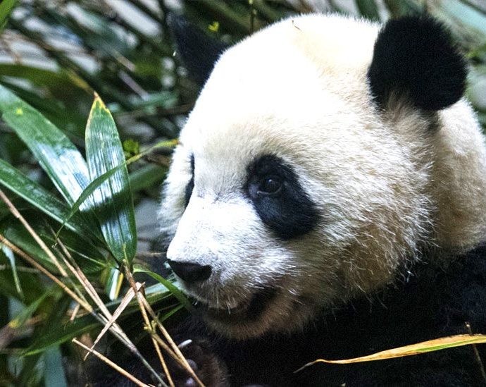 Chinese eagerly await return of panda from US zoo