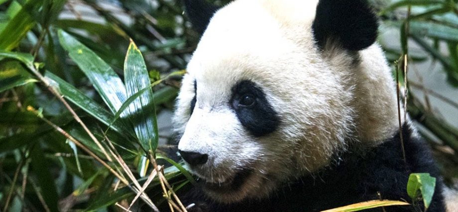 Chinese eagerly await return of panda from US zoo