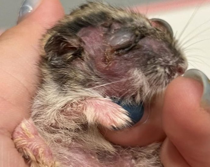 Commentary: Are preschoolers equipped to care for classroom pets?
