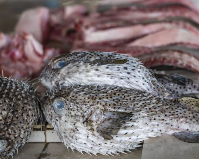 Elderly man in Johor dies after eating pufferfish, days after wife’s death from consuming same fish