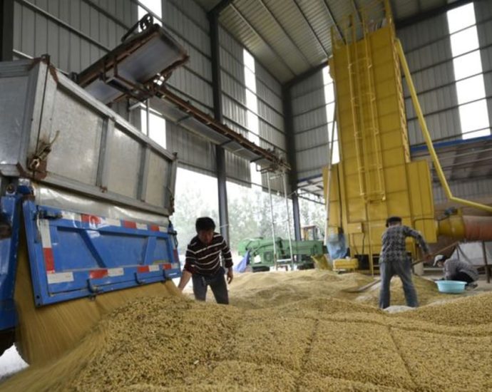 Food security drives China to cut soymeal use in animal feed