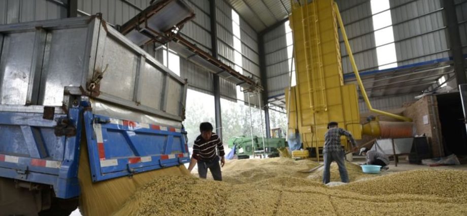 Food security drives China to cut soymeal use in animal feed