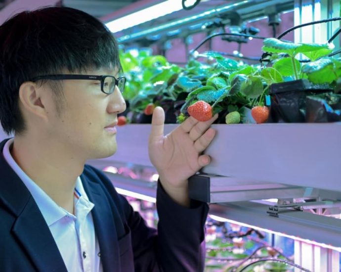 Genetics and AI: The tech that goes into growing strawberries in Singapore