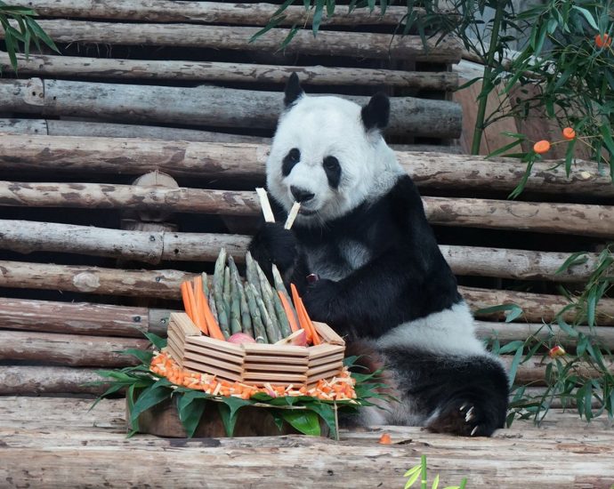 Giant panda Lin Hui dies aged 21 years