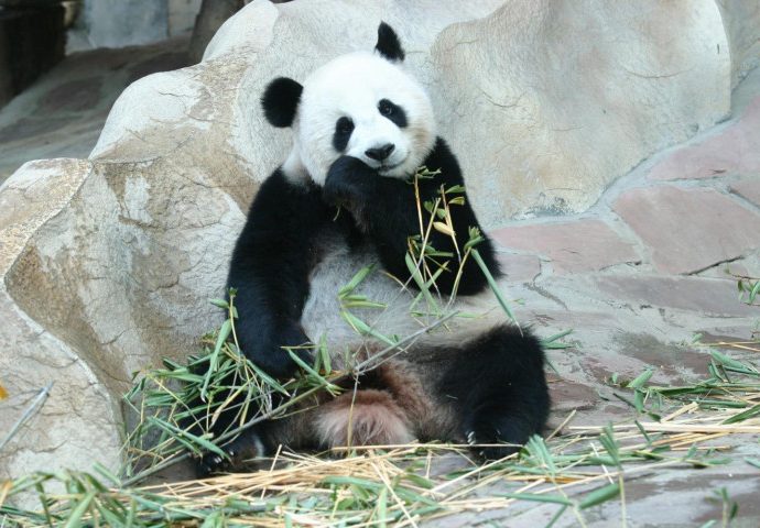 Giant panda Lin Hui dies in Chiang Mai