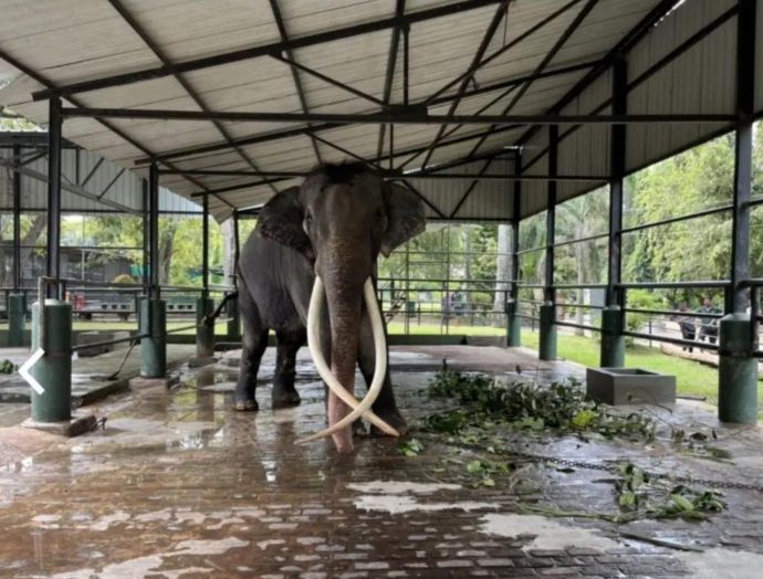 Govt ‘still looking for a way’ to bring abused jumbo home