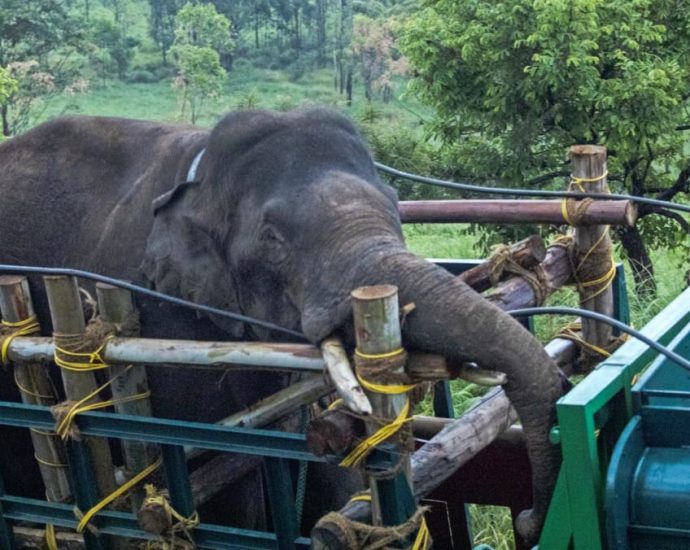 India captures rice-raiding elephant after six killed