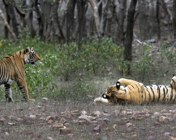 India’s tiger population rises above 3,000