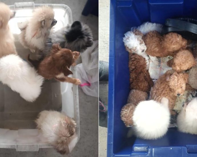 Jail for man who smuggled 26 puppies into Singapore; 19 died