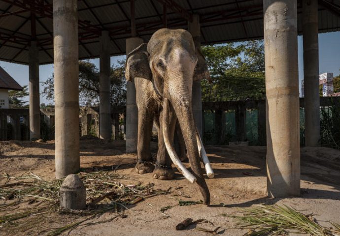 Many unemployed elephants back home in Surin, huge and hungry