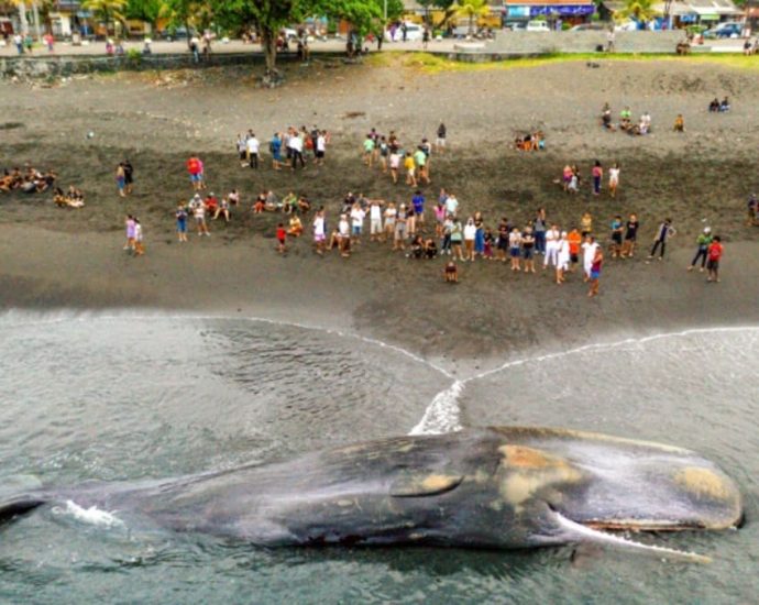 Massive sperm whale beaches itself, dies in Bali