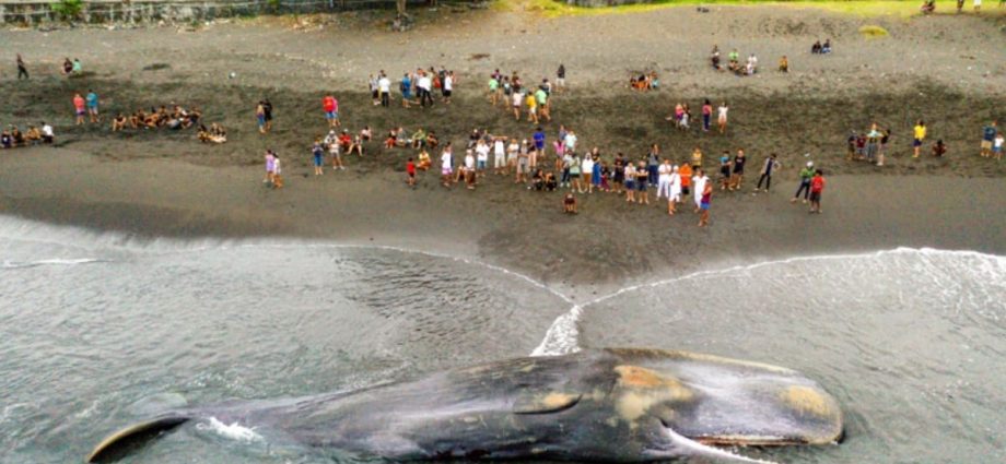 Massive sperm whale beaches itself, dies in Bali