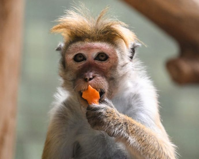 Monkey business: Sri Lanka considers macaque sales to China