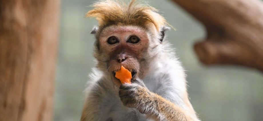 Monkey business: Sri Lanka considers macaque sales to China