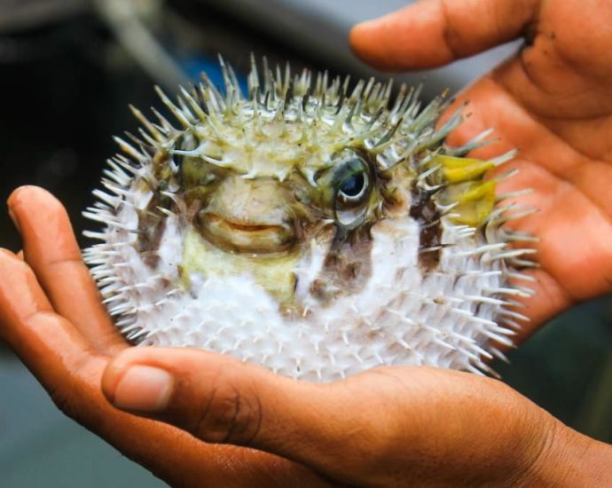 Pufferfish often thrown back out to sea when caught, says Johor fisheries department official