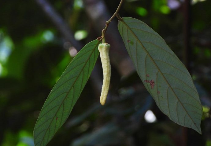 Researchers find new ‘Lisa’ plant