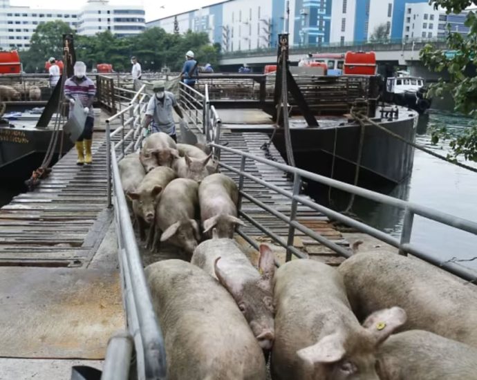 Singapore halts import of live pigs from Pulau Bulan after African swine fever detected in carcasses