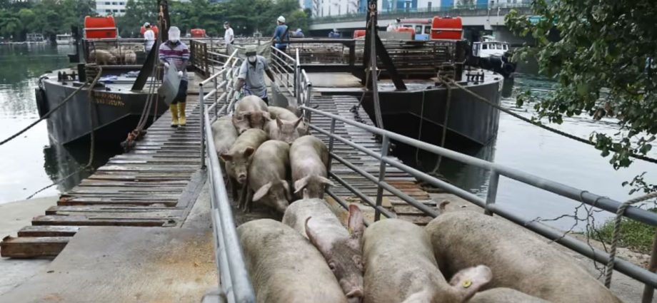 Singapore halts import of live pigs from Pulau Bulan after African swine fever detected in carcasses