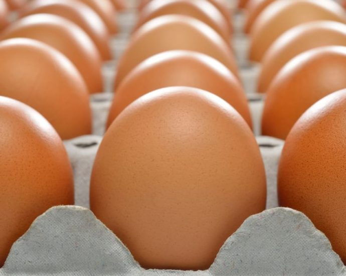 Singapore to start importing eggs from Indonesia