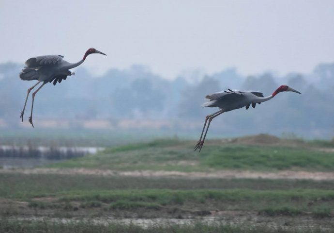 Thai, Vietnam zoos plan to save endangered cranes