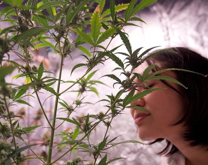 Thailand: Southeast Asia’s ‘weed wonderland’