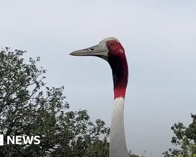 The moment a Sarus crane in an Indian zoo met its human friend