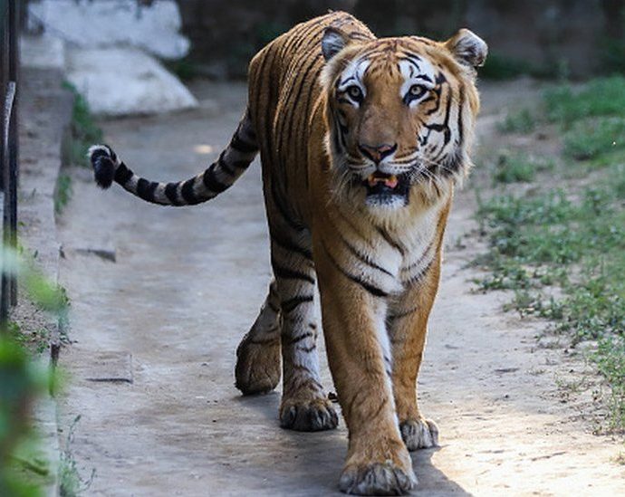 Tiger census: India now has 3,167 tigers, numbers show