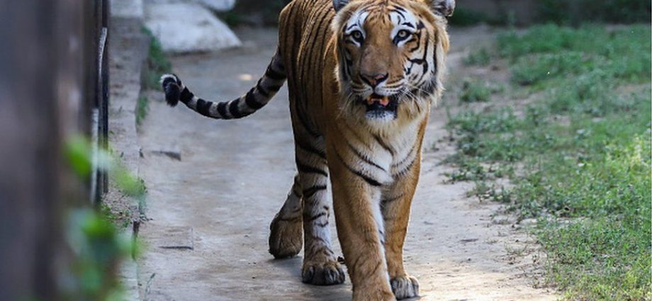 Tiger census: India now has 3,167 tigers, numbers show