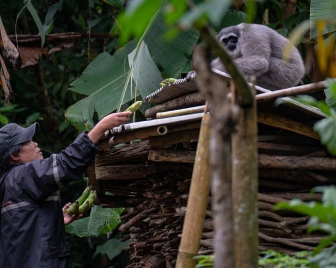 Visually impaired woman fights to save endangered gibbons in remote Indonesian village