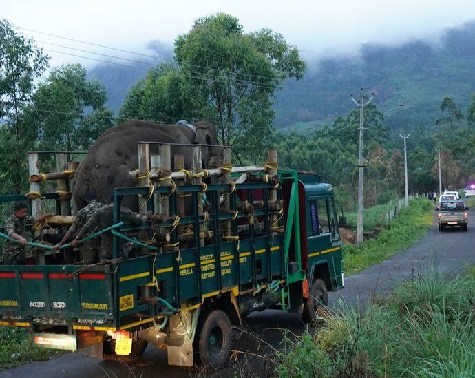 Arikomban: ‘Killer’ India elephant relocated to tiger reserve