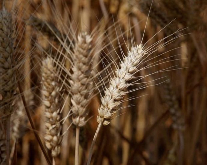 China’s farm ministry seeks to salvage damaged wheat