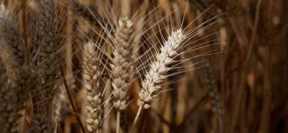 China's farm ministry seeks to salvage damaged wheat