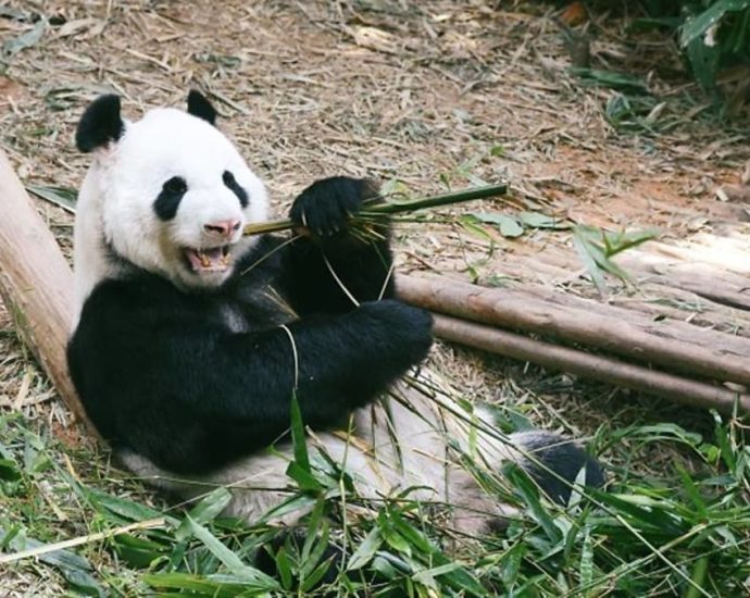 CNA Explains: Chinaâs soft panda power in a time of hardening geopolitical tensions