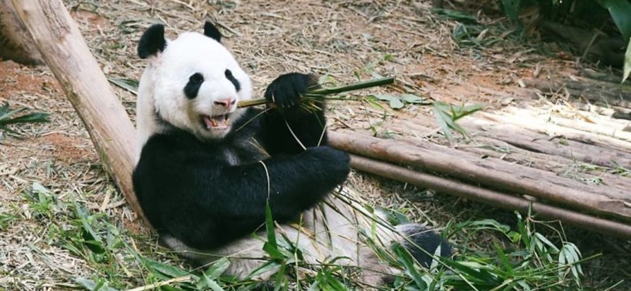 CNA Explains: Chinaâs soft panda power in a time of hardening geopolitical tensions