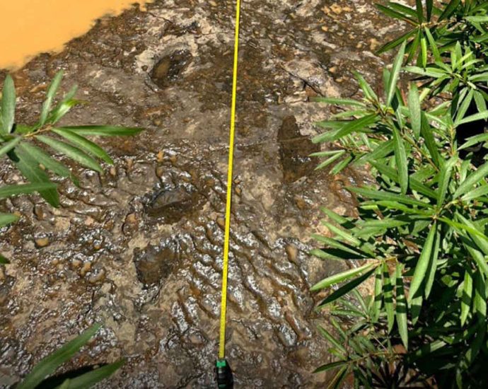 Dino footprints found in Phetchabun