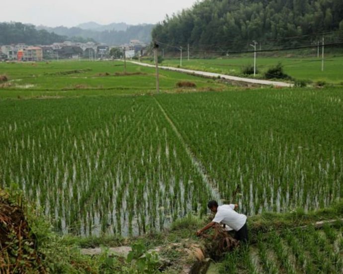 Extreme rainfall is taking a toll on China’s rice crops, and it could get much worse