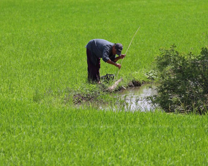 Farmers urged to reduce rice crops