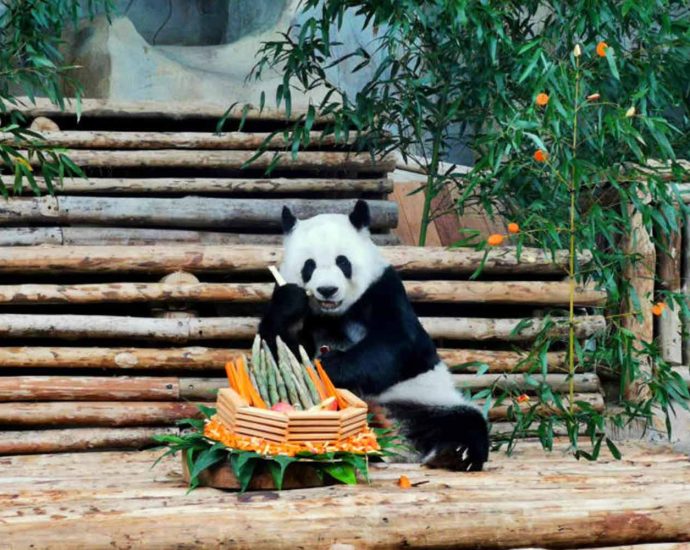 Giant panda âdied of old ageâ