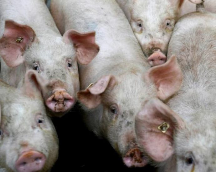 Indonesia confirms outbreak of African swine fever