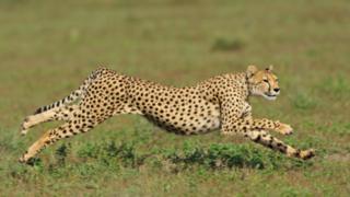 Kuno: Female cheetah dies from mating injuries in India