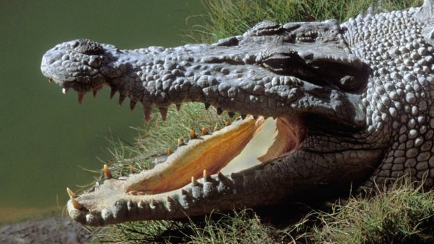 Man prises crocodile's jaws off his head at Australian resort