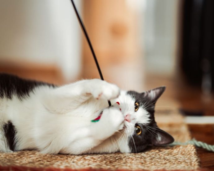 Most people agree pet cats should be licensed, allowed in HDB flats: AVS survey