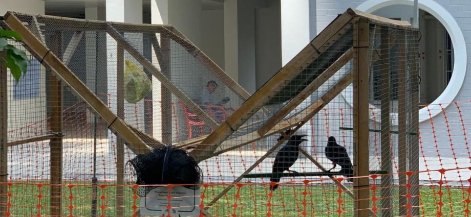 NParks rolls out crow trap, CCTV camera in Toa Payoh after receiving feedback