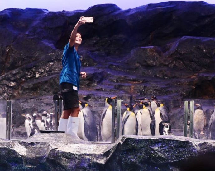 Penguins complete move to Bird Paradise; new habitat features southern lights, deeper tanks