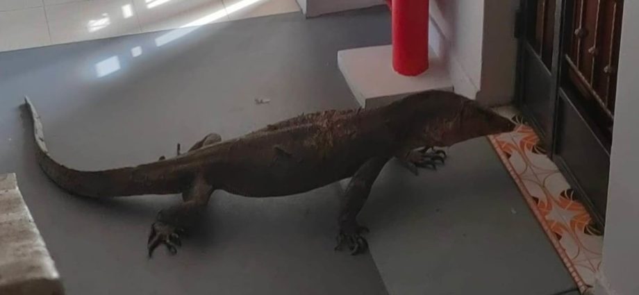 'Pretty scary': Monitor lizard seen outside Bedok North HDB flat