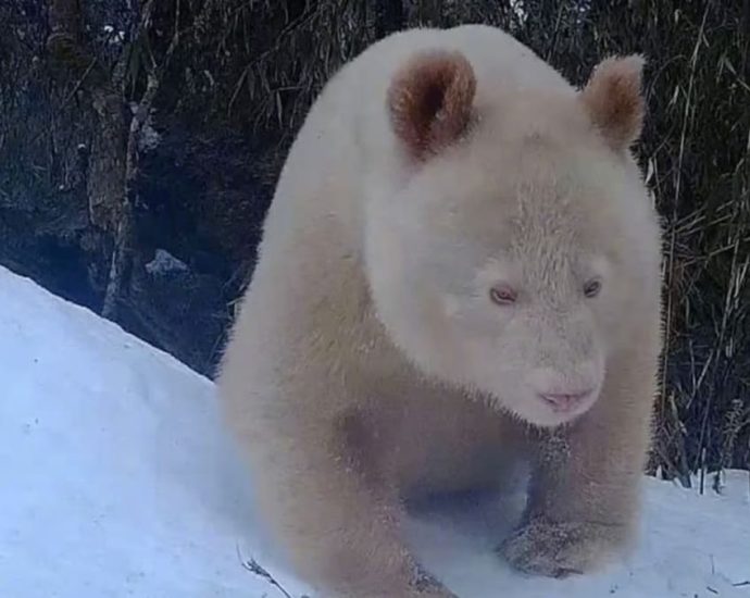 Rare albino giant panda spotted again at Chinaâs Wolong natural reserve