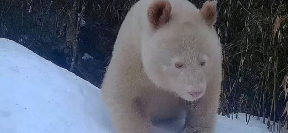 Rare albino giant panda spotted again at Chinaâs Wolong natural reserve